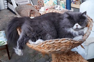 Heidruns Katzencaf (geschlossen)